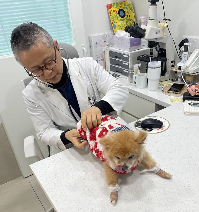 서울 영등포구의 ‘우리동네 동물병원’에서 수의사가 반려동물을 진료하고 있다.(기사와 직접적 관련 없음)(사진제공=영등포구)