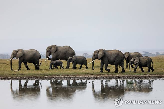 암보셀리 국립공원의 코끼리 [AP=연합뉴스 자료사진. 재판매 및 DB 금지]