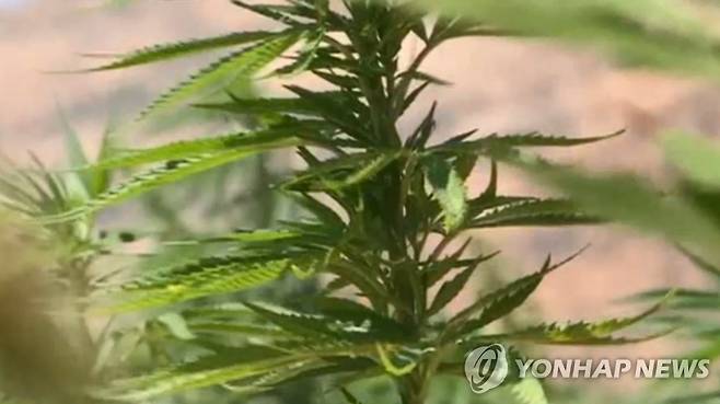 대마초 ※ 기사와 직접 관련 없는 자료사진입니다. [연합뉴스TV 제공]