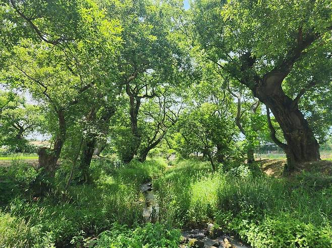 지난해 천연기념물로 지정된 고창 하고리 삼태마을숲. [사진 국가유산청]