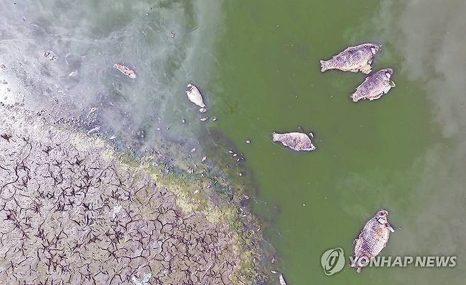 타들어 가는 청도…갈 곳 없던 물고기 (청도=연합뉴스) 김현태 기자 = 4일 오후 폭염과 가뭄이 이어지는 경북 청도군의 삼신지에서 저수지 대부분이 메말라 바닥을 드러낸 가운데 한쪽에 남은 마지막 물웅덩이에 높아진 수온을 버티지 못한 물고기들이 죽어있다. 2026.8.4 mtkht@yna.co.kr