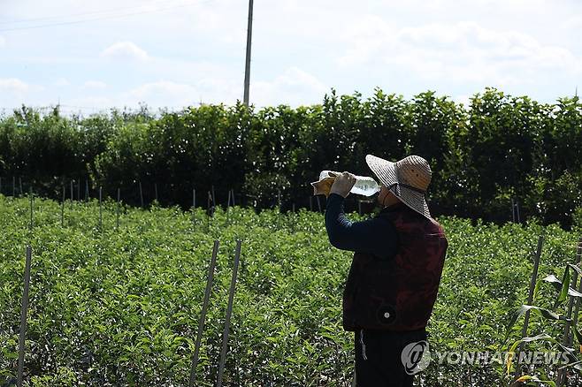폭염중대경보에도 (경산=연합뉴스) 박세진 기자 = 27일 폭염중대경보가 발효된 경북 경산시 한 밭에서 작업자가 냉수를 마시고  있다. 2026.7.27 psjpsj@yna.co.kr