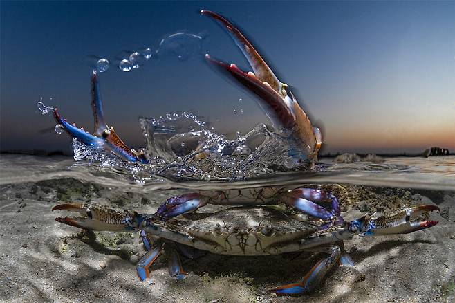 암컷을 지키는 수컷 게. Abdulaziz Al Saleh/Ocean Photographer of the Year 2026