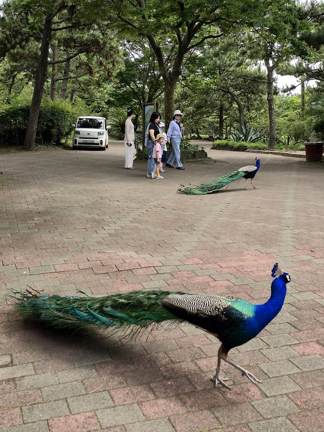 한림공원 공작새.