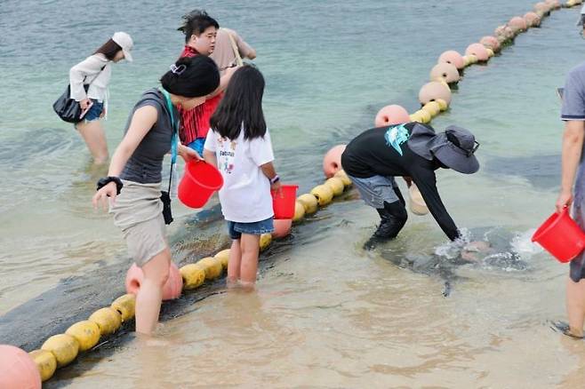 링수이 분계주도에서 여행객들이 얕은 바다에 들어가 가오리에게 직접 먹이를 주고 있다. 바다를 바라보는 데서 한발 더 나아가 해양생물과 교감하는 체험이다.
