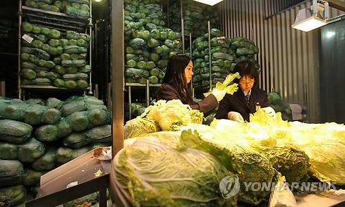 중국산 배추 검역 사진은 기사와 관계없음. [연합뉴스 자료사진. 재판매 및 DB 금지]