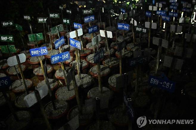 네팔 대홍수 희생자 시신 임시 매장 (치트완[네팔] AFP=연합뉴스) 30일(현지시간) 네팔 중부 바그마티주 치트완 지역에 신원이 미확인된 대홍수 희생자 시신들이 임시 매장된 모습. 시신 위치마다 식별 태그가 설치돼 있다.