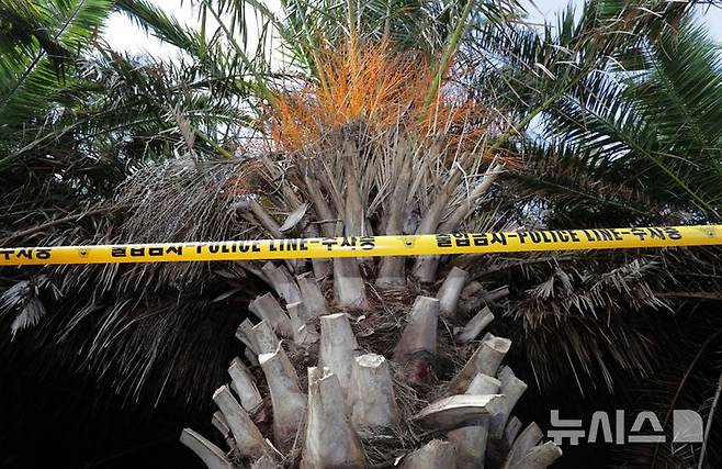 [제주=뉴시스] 우장호 기자 = 경찰의 '실종 신고 허위 종결' 파문이 이어지는 28일 오전 실종자 30대 여성이 숨진 제주시 한림읍 야자수 숲 앞에 폴리스 라인이 둘러져 있다. 2026.08.28. woo1223@newsis.com