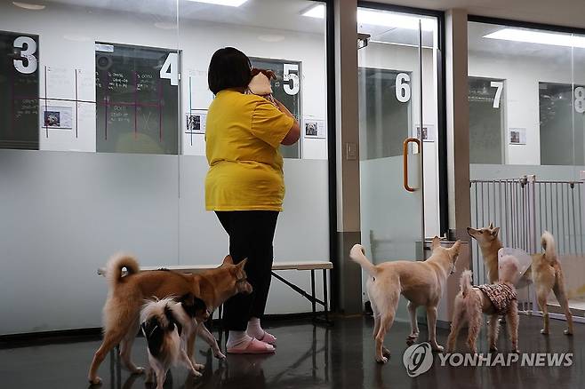 동물보호센터 내부 전경 (서울=연합뉴스) 윤동진 기자 = 국제 강아지의 날인 23일 유기견 보호센터인 서울 강동리본센터에서 유기견들이 새로운 가족을 기다리고 있다. 2026.3.23 mon@yna.co.kr