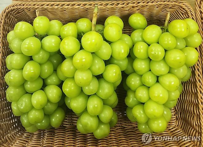 샤인머스캣 [연합뉴스 자료 사진]