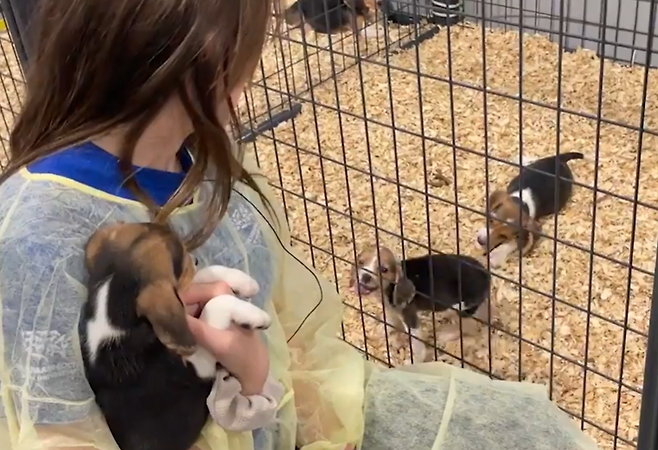 실험실에서 구조된 비글.[휴메인 월드 포 애니멀즈(Humane World for Animals) 제공]