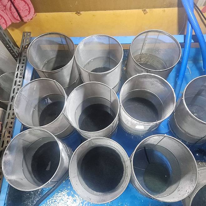 보령해경이 압수한 실뱀장어. [사진 보령해경]