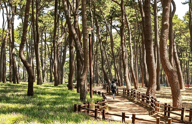 대왕암공원 곰솔 숲[사진/임헌정 기자]
