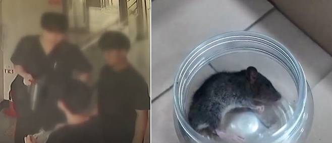 초등학생 3명이 다친 야생 생쥐를 발견한 뒤 2만원을 모아 동물병원에 치료를 부탁했다. 사진 동행동물병원 유튜브 채널 캡처