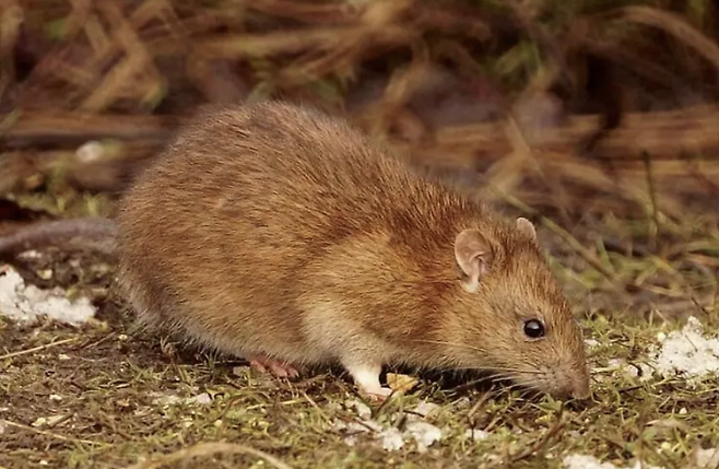시궁쥐의 모습. animalia.bio 홈페이지 캡처