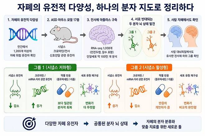 [서울=뉴시스] 윤현성 기자 = 자폐 위험 유전자 생쥐 모델에서 나타난 두 가지 상반된 분자적 뇌 상태. 기초과학연구원(IBS)과 한국과학기술정보연구원(KISTI) 연구진은 1200개가 넘는 인간 자폐 위험 유전자를 반영한 17종의 마우스 모델에서 전사체를 분석하고, 더 나아가 약 100만 개 뇌세포를 단일세포 전사체로 분석했다. (사진=과학기술정보통신부 제공) 2026.09.18. hsyhs@newsis.com *재판매 및 DB 금지