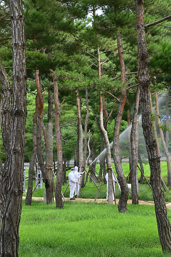 청송군이 소나무재선충병 등 산림 병해충 방지를 위해 소나무숲에서 방제 활동을 벌이고 있다. /청송군 제공