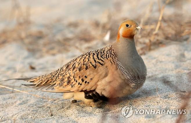 1947년 이후 국내서 처음 관찰된 사막꿩 [연합뉴스 자료사진·촬영 유형재]