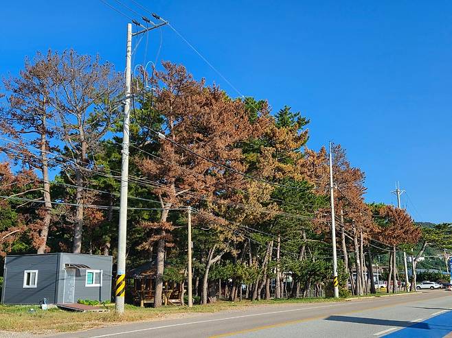 지난 20일 경북 울진군 7번 국도 주변에 재선충병으로 고사한 소나무들이 줄지어 서 있다. 김정석 기자