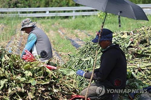무더위에 참깨 수확하는 계절근로자 [천경환 기자 촬영]