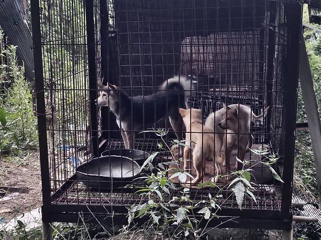 지난 29일 전남 강진 한 개농장 풍경. 글로벌 동물보호단체 한국 휴메인 월드 포 애니멀즈는 이날 개농장에서 70여마리의 개를 구조했다. 김광우 기자.