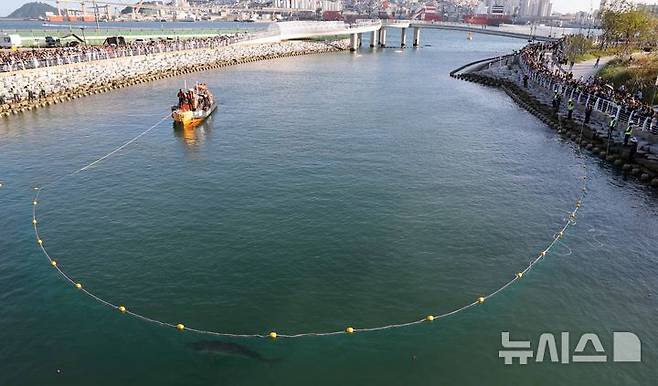 [부산=뉴시스] 하경민 기자 = 부산시, 국립수산과학원, 부산해경 등 상어 합동구조단이 2일 부산 동구 북항 친수공원 경관수로에서 길이 50m, 높이 6.8m 크기의 그물과 선박 2척을 동원해 '부캉이'를 먼바다로 유도하는 구조작업을 하고 있다. 2026.10.02. yulnetphoto@newsis.com