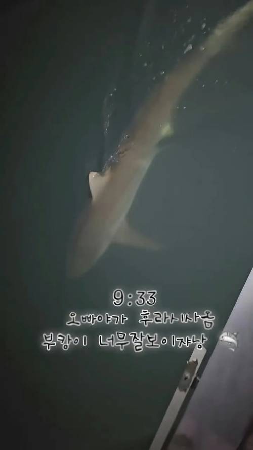 부산 북항 친수공원에 머무는 상어 ‘부캉이’를 바다로 돌려보내는 작업이 진행 중인 가운데 한밤중에 상어를 향해 손전등이나 대형 랜턴을 비추는 일부 관람객의 행태가 논란이 되고 있다.