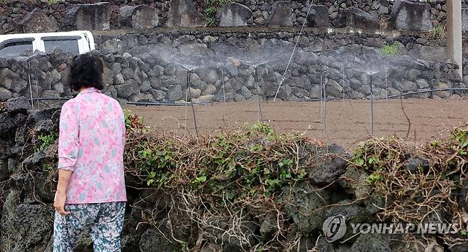 밭에 물 주는 제주 농민 [연합뉴스 자료사진]