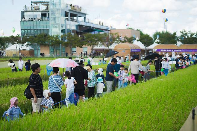 전북 김제의 지평선 축제. 김제시 제공