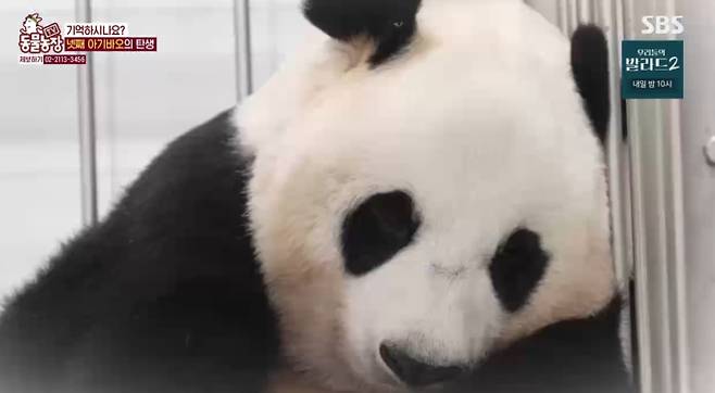 ‘TV 동물농장’&nbsp;
