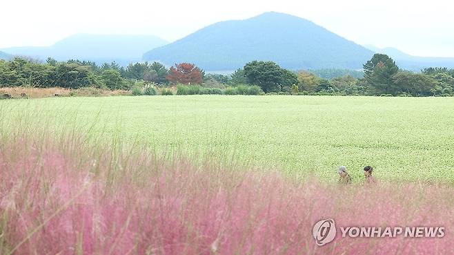 보롬왓 메밀밭의 가을 (서귀포=연합뉴스) 박지호 기자 = 연휴 마지막 날인 11일 제주 서귀포시 표선면 성읍리 보롬왓 농장을 찾은 이들이 활짝 핀 메밀꽃과 핑크뮬리 등을 감상하며 가을 정취를 즐기고 있다. 2026.10.11 jihopark@yna.co.kr