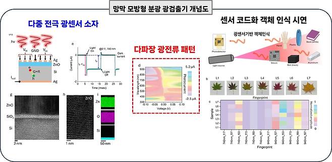 아주대 연구팀이 개발한 망막 모방형 분광 광검출 지능형 센서 신호처리 개념도  (왼쪽 이미지) 은(Ag)-아연산화물(ZnO)-실리콘(n-Si)/은(Ag) 다중 단자 구조를 기반으로 한 센서 구조. 내부의 정교하게 균형 잡힌 자체 전위를 활용하며 다중 전극 단자에 서로 다른 주파수의 미세 교류 전압을 인가해  (중간 이미지) 입사되는 빛의 파장(365~940nm 영역)에 따라 광전류와 초고속 초전류(Pyroelectric current)의 진폭 조합으로 이루어진 고유한 전기적 전류 패턴을 센서 하드웨어 수준에서 직접 생성하도록 설계됐다.  (오른쪽 이미지) 연구팀이 개발한 새로운 센서를 이용해 시각적으로 구분이 어려운 우유, 요거트(커드), 코코넛 워터 및 소금·설탕 수용액 등을 별도의 머신러닝 학습 없이 전적으로 자체 전기적 신호 특징 매칭만을 통해 92% 이상의 높은 정확도로 실시간 정량 감별해 냈다. [아주대 제공]