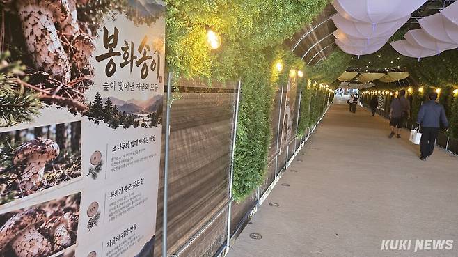 축제장 내성천 세월교가 조명과 식물, 30년 역사를 담은 사진을 전시한 ‘서르내 숲길’로 꾸며졌다. 최재용 기자