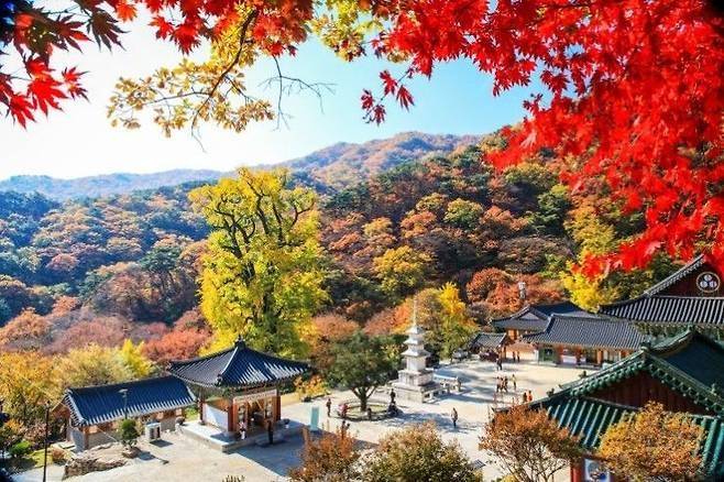 가을 단풍으로 물든 용문사. 사진=양평군