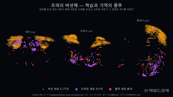 초파리 뇌의 학습·기억 중추인 버섯체. 실제 초파리 뇌 배선도 좌표로 그렸다.