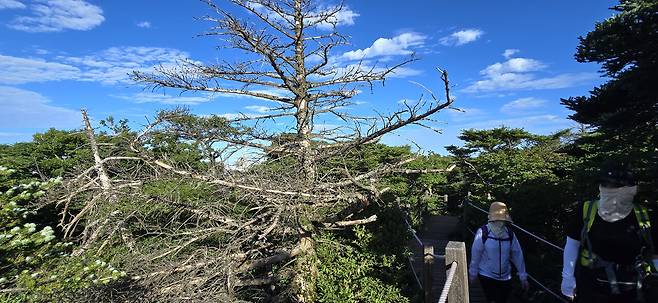 한라산 영실 등반로 옆에 구상나무가 말라 죽어 있다. ⓒ연합뉴스