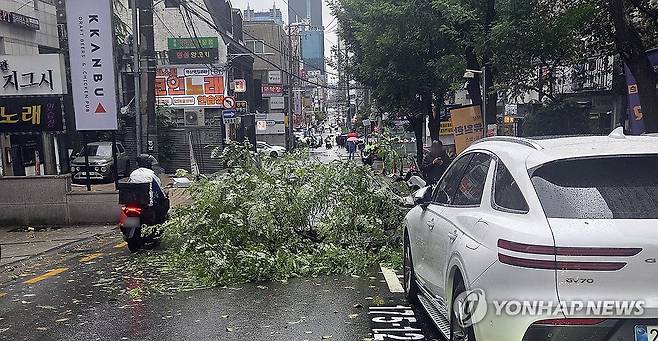 돌풍에 쓰러진 가로수 (서울=연합뉴스) 전국 대부분 지역에 돌풍을 동반한 가을비가 내리는 18일 서울 강남구 역삼동의 한 거리에 돌풍으로 가로수가 쓰러져있다. 2026.10.18 [독자 제공. 재판매 및 DB 금지] photo@yna.co.kr
