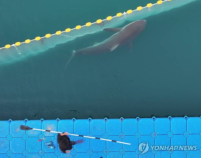 나갈듯 안나가는 부캉이 (부산=연합뉴스) 손형주 기자 = 21일 부산 동구 북항 친수공원 인공수로에서 흑상어 '부캉이'를 바다로 돌려보내기 위한 3차 외해 유도 작업이 진행되고 있다. 2026.10.21 handbrother@yna.co.kr