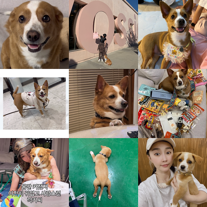 집사와 럭키가 함께 보낸 시간들이에요. 럭키 보호자 제공