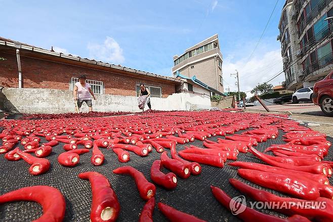 고추 말리기 [연합뉴스 자료사진]