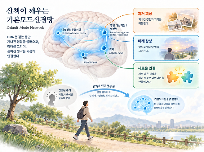 움직임으로 기본모드신경망이 활성화되는 과정을 설명한 그래픽. 이인아 교수 제공