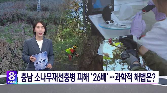 [사이언스8] 충남 소나무재선충병 피해 '26배'…과학적 해법은?