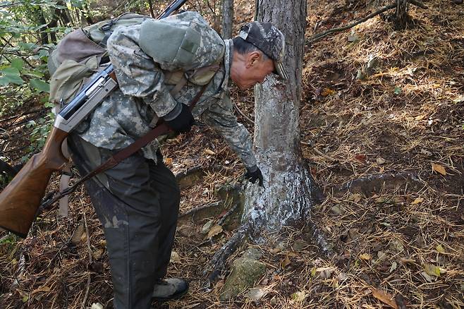 '나무에 남은 멧돼지 흔적' (대구=연합뉴스) 박세진 기자 = 30일 대구 남구 앞산에서 남구청 기동포획단 소속 엽사 백종기(72) 씨가 멧돼지가 몸을 비비며 흔적이 남은 나무 기둥을 가리키고 있다. 2026.10.30 psjpsj@yna.co.kr