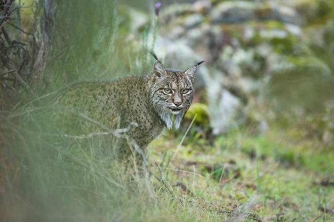 스라소니의 일별 (Glimpse of a lynx) - Laura Albiac Vilas(스페인)/2017 Wildlife Photographer of the Year