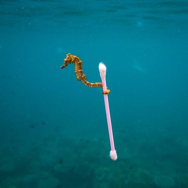 쓰레기 서퍼 (Sewage surfer) - Justin Hofman(미국)/2017 Wildlife Photographer of the Year