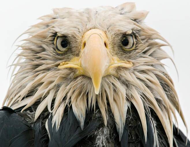 흰머리 독수리 (Bold eagle) - Klaus Nigge(독일)/2017 Wildlife Photographer of the Year