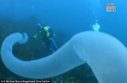 불우렁쉥이는 몇 년 전 국내에서도 소개됐다. 당시 발견된 불우렁쉥이는 길이가 30m에 달해 ‘30m 바다 괴물’로 불렸다.