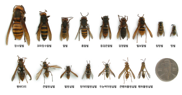 종류별 벌의 크기 비교｜국립공원관리공단 제공