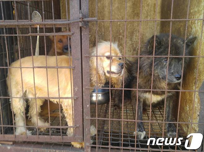 K동물병원에서 여주 개농장으로 분양된 개들.(사진 코리안독스 제공)© News1