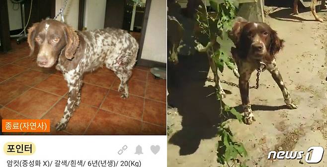 지난 2014년 자연사 했다는 개와 개농장에서 발견된 개(오른쪽).(사진 코리안독스 제공)© News1